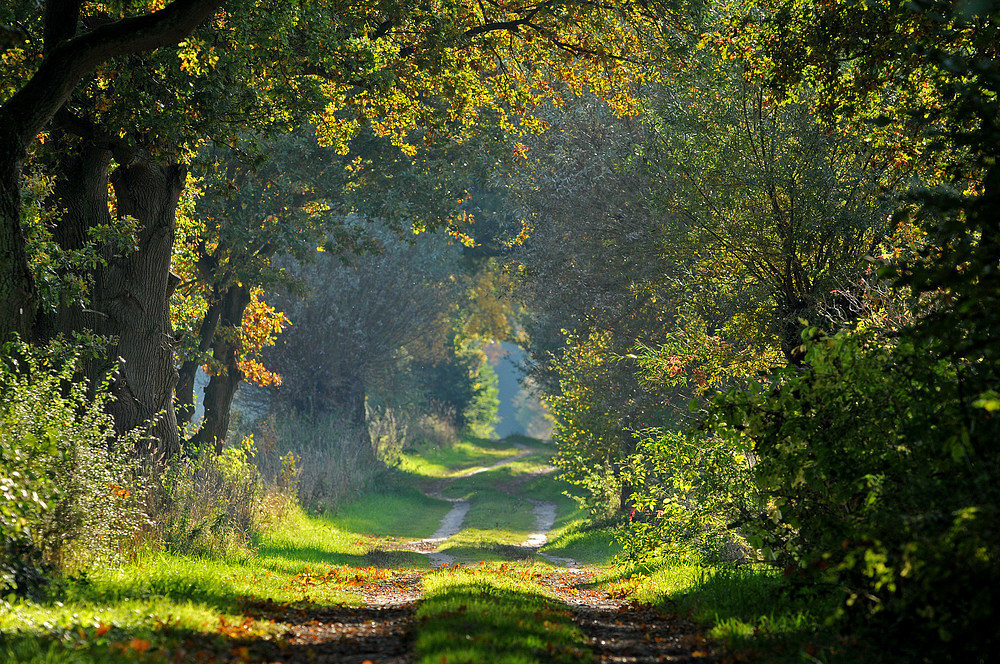 Feldweg – Herbst