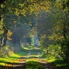 Feldweg – Herbst