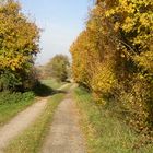 Feldweg im Barnim