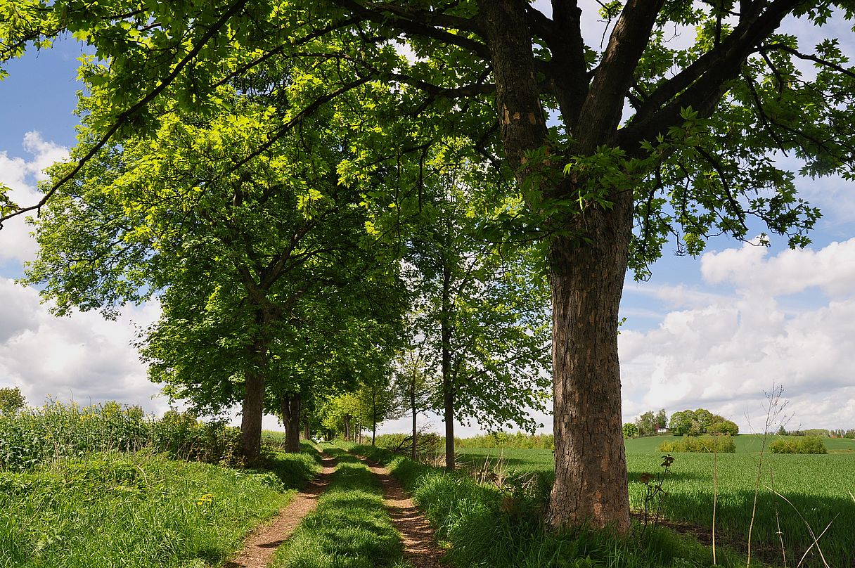 Feldweg im Grünen