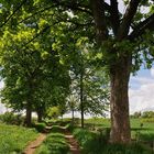 Feldweg im Grünen