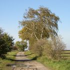 Feldweg im Herbstwind