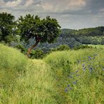 Feldweg im Juni