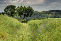 Feldweg im Juni