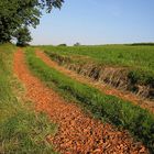 Feldweg im Licht