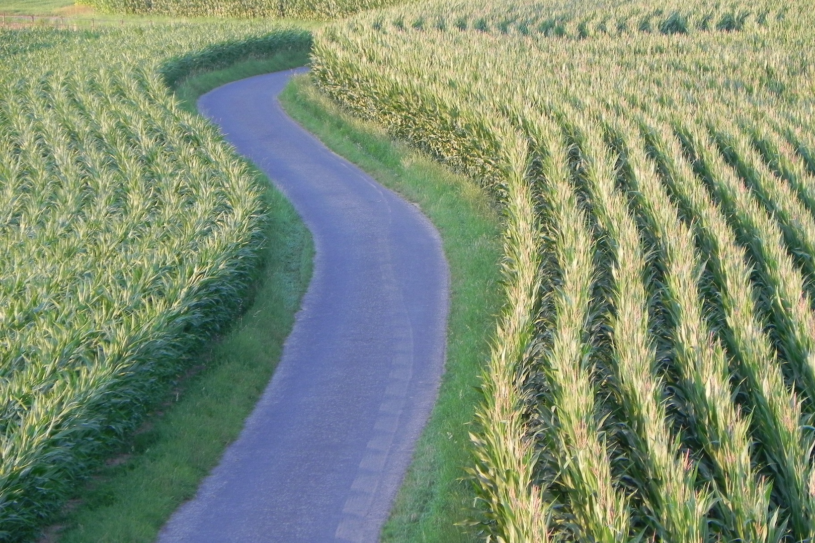 Feldweg im Maisfeld