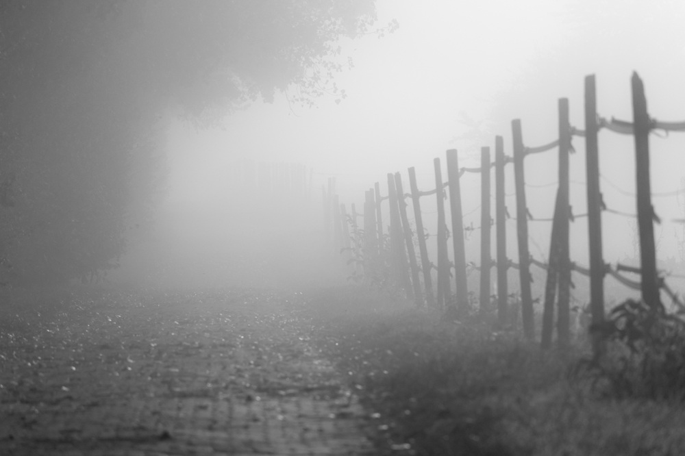 Feldweg im Nebel #1