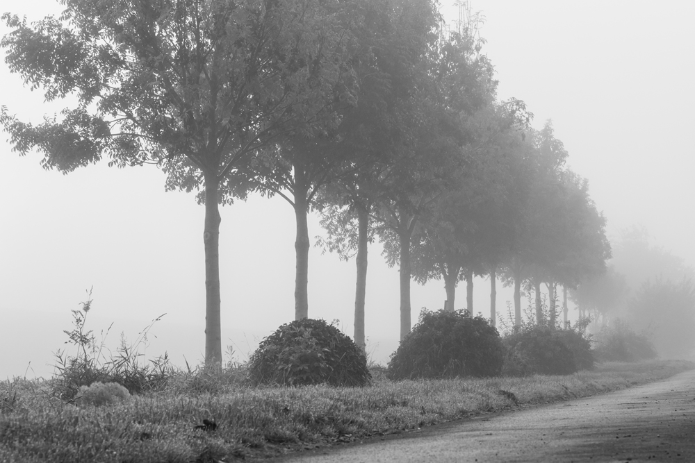 Feldweg im Nebel #2