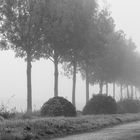 Feldweg im Nebel #2