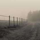 Feldweg im Nebel #3