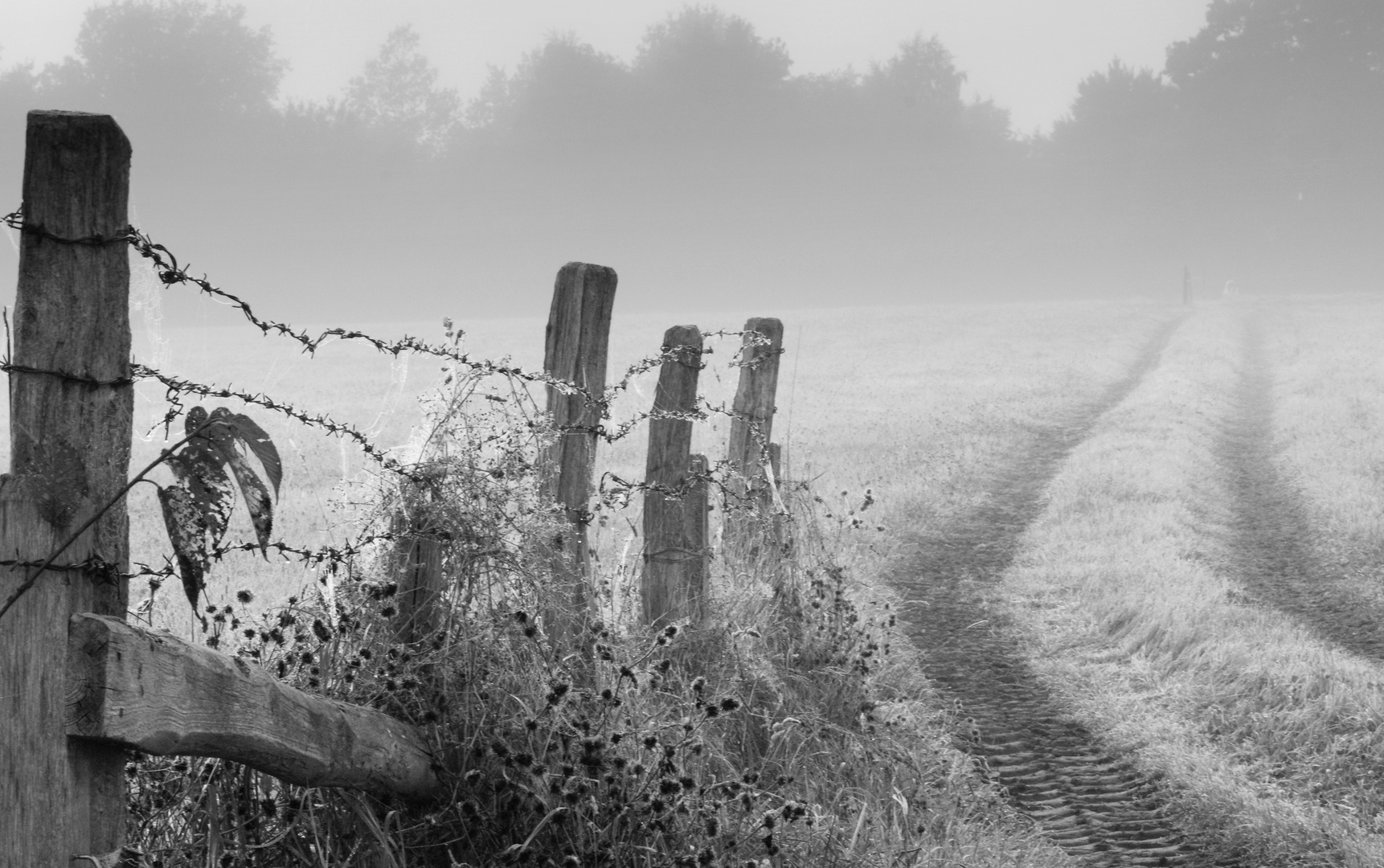 Feldweg im Nebel