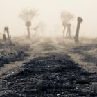 Feldweg im Nebel