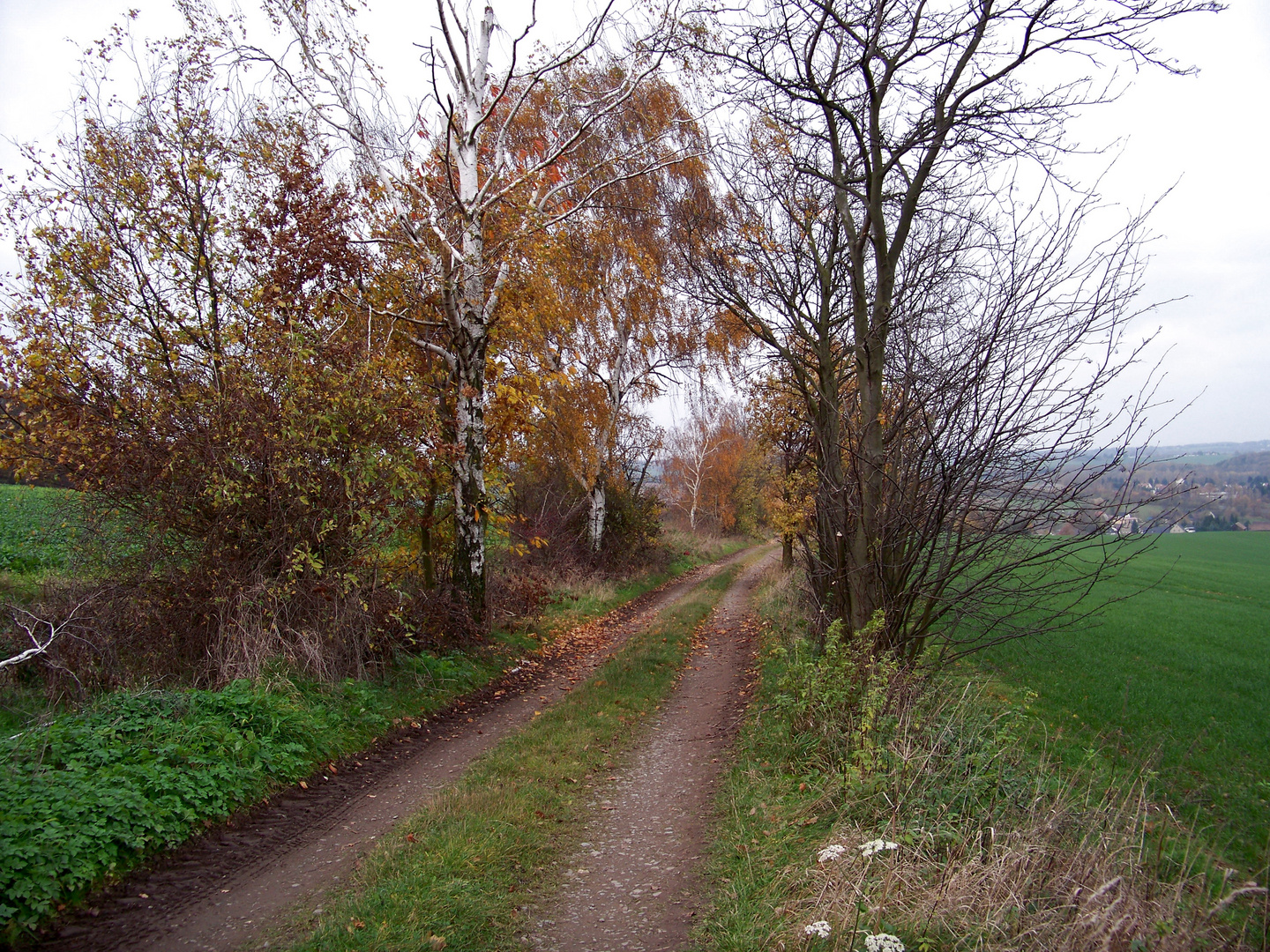 Feldweg im November