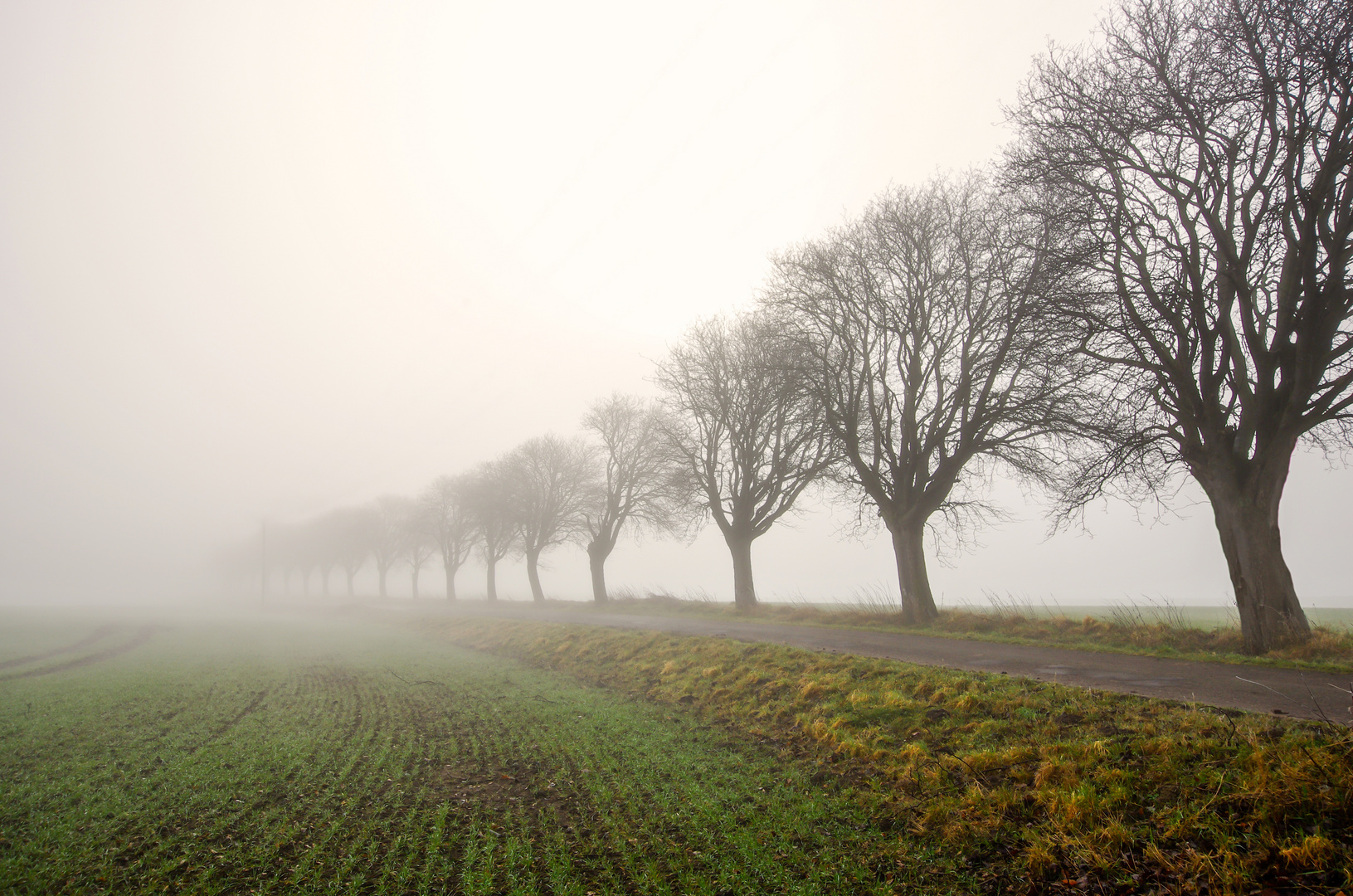 Feldweg im November