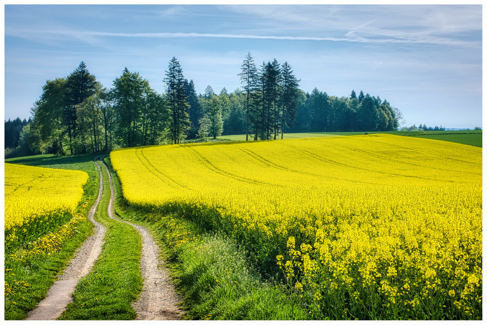 Feldweg im Raps