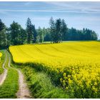 Feldweg im Raps