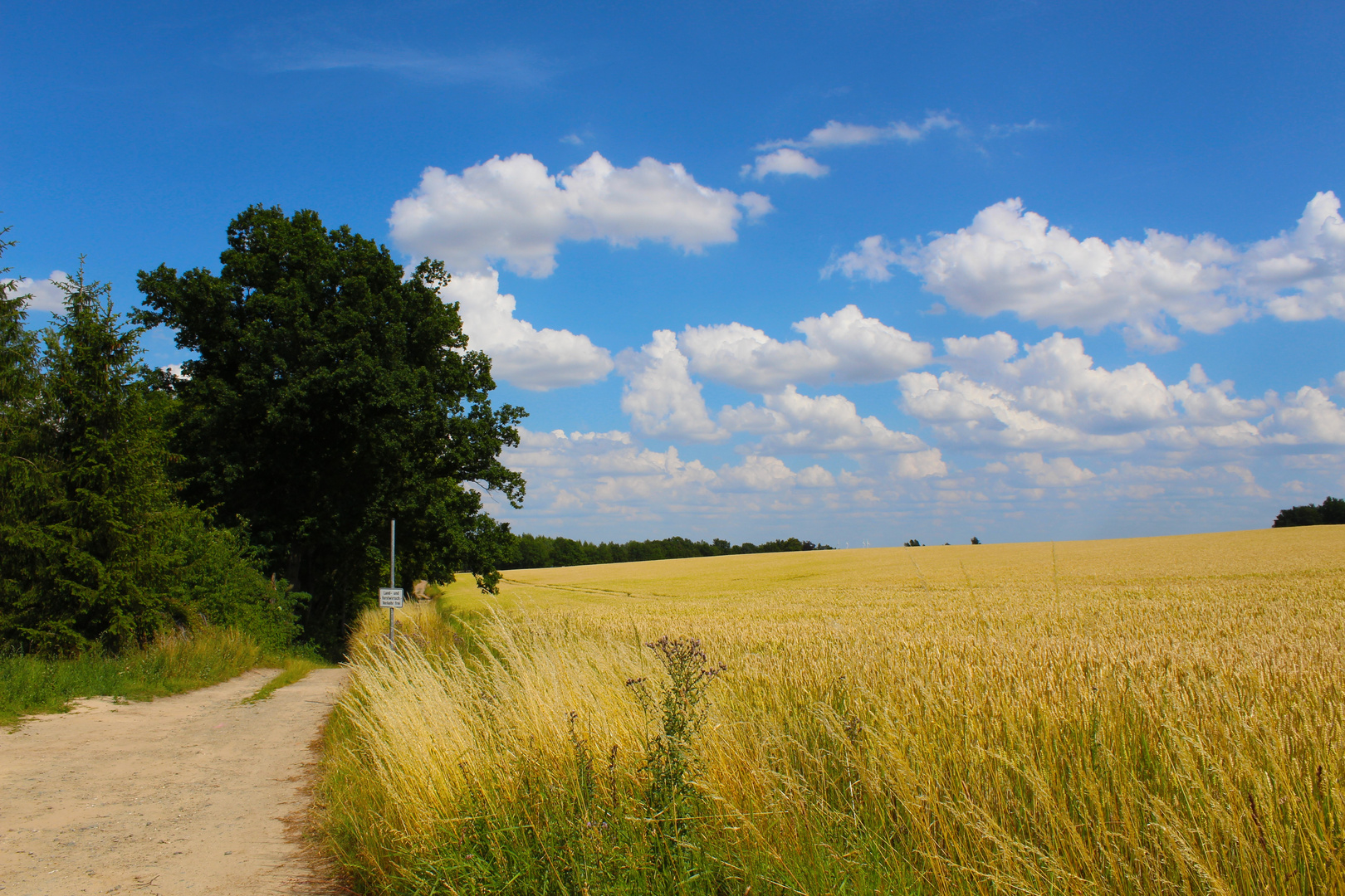 Feldweg im Sommer