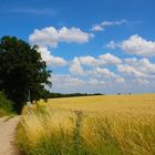 Feldweg im Sommer