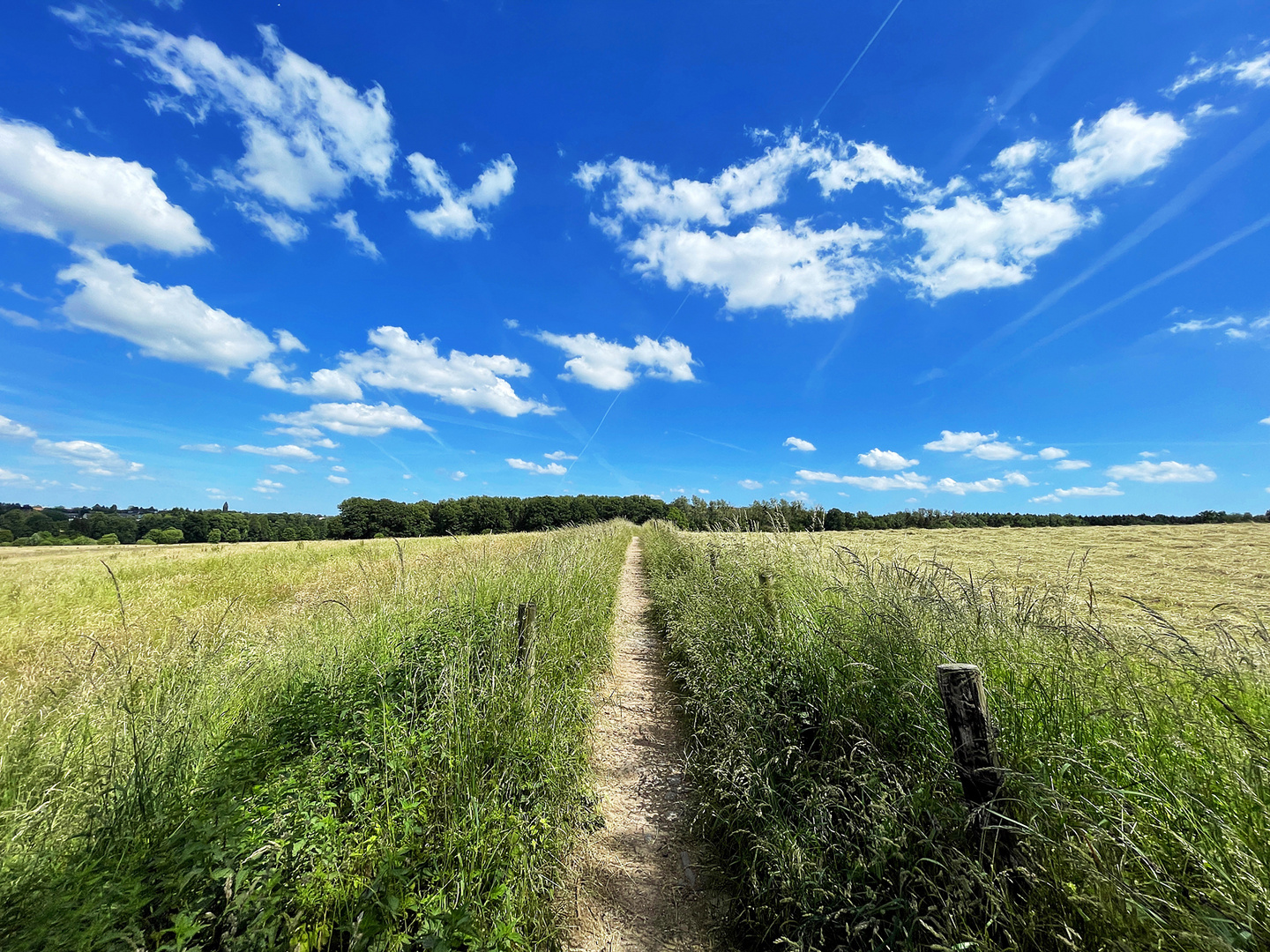 Feldweg im Sommer