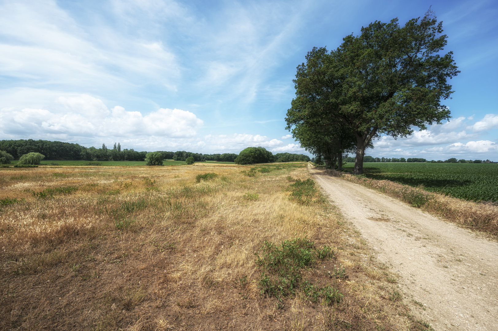 Feldweg im Sommer