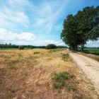 Feldweg im Sommer