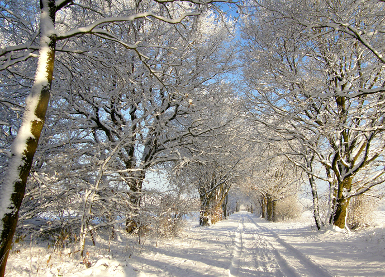 Feldweg im Winter