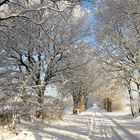 Feldweg im Winter