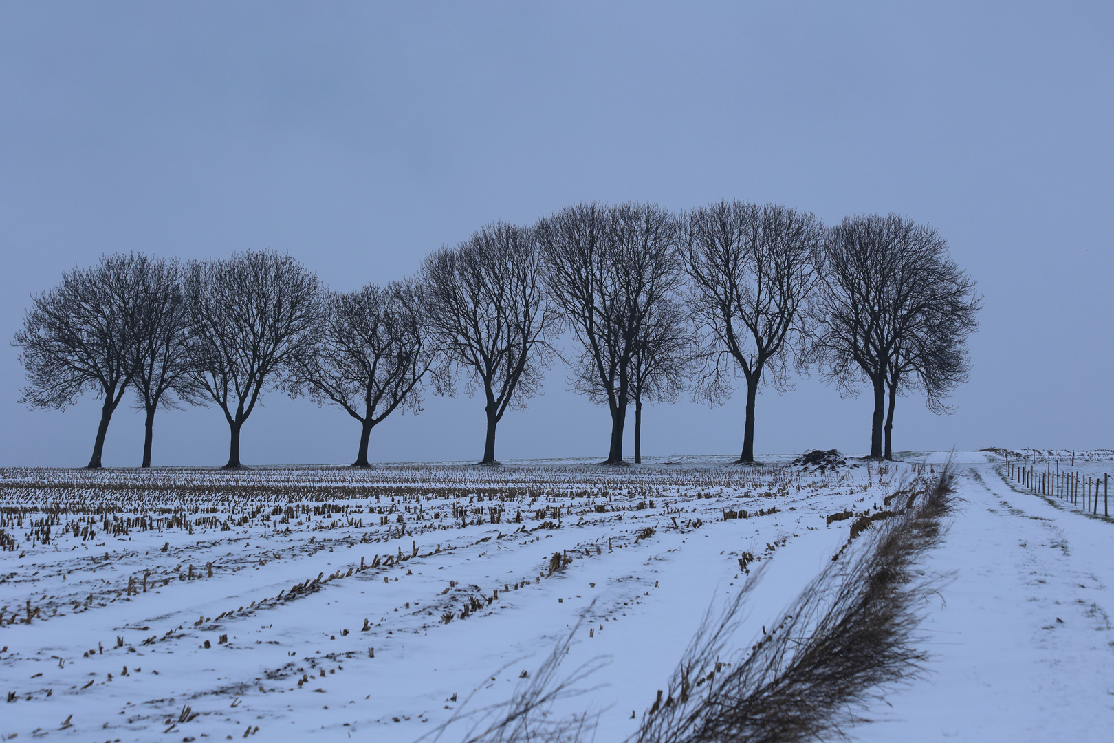 Feldweg im Winter