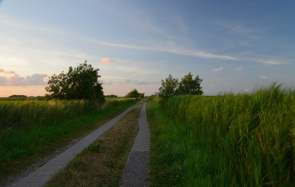 Feldweg in der Abendsonne