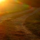 Feldweg in der Abendsonne