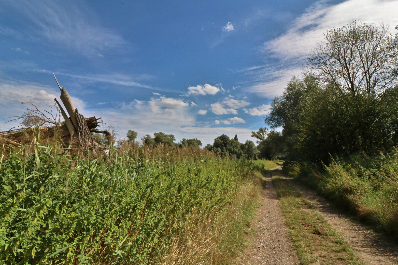 Feldweg in der Aue