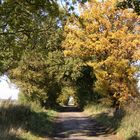 Feldweg in der Herbstsonne