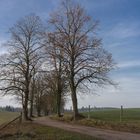 Feldweg in der Märkischen Schweiz