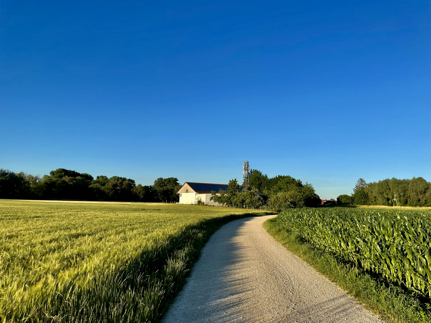 Feldweg in der Sonne