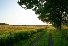 Feldweg in Hartmannsdorf