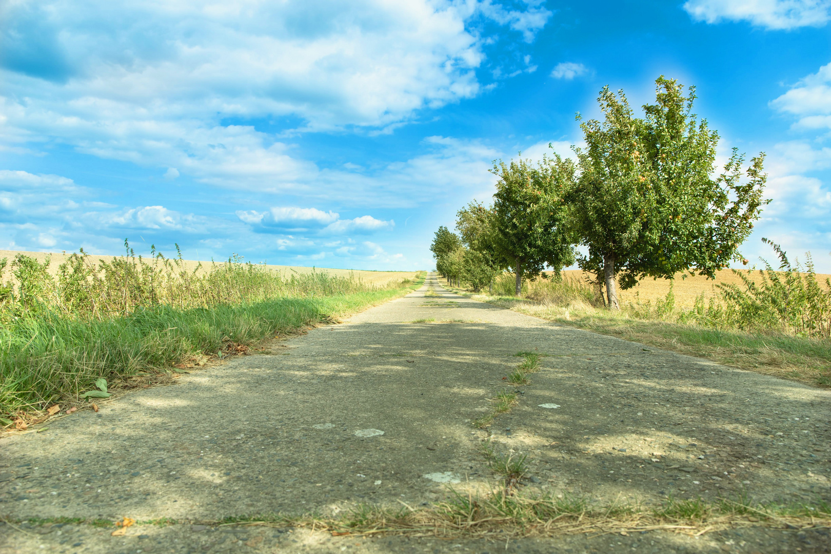 Feldweg mit Apfelbäumen am wegrand, Blauer himmel 