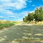 Feldweg mit Apfelbäumen am wegrand, Blauer himmel 