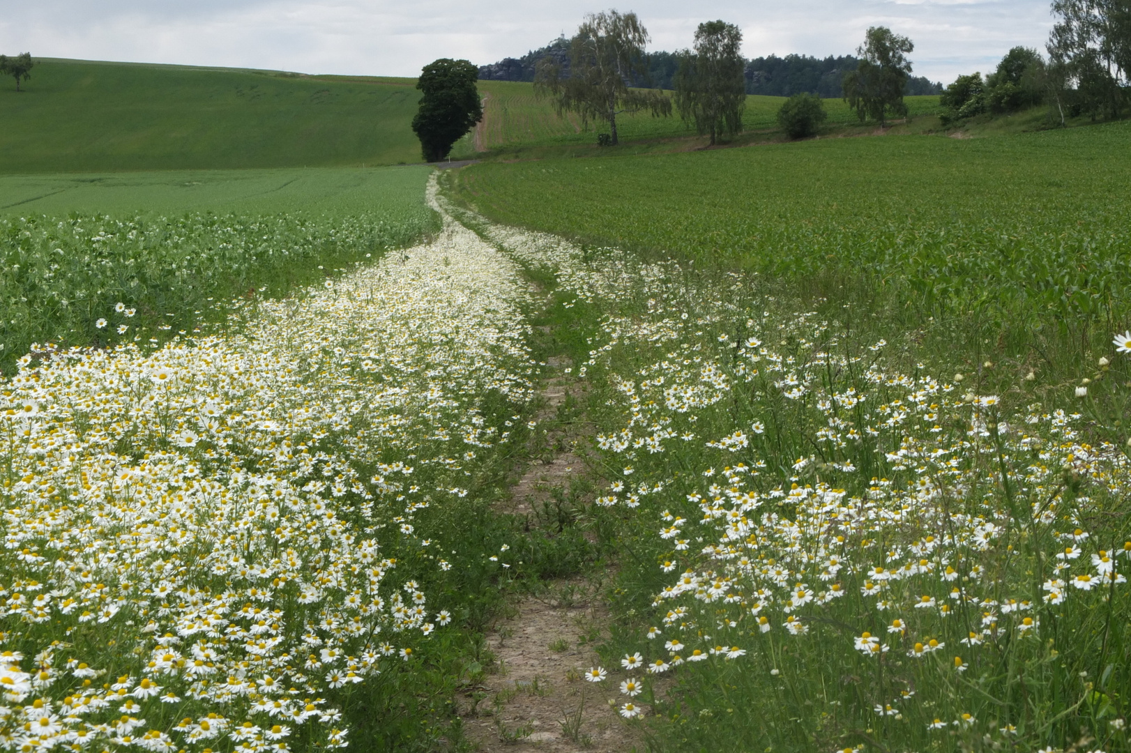 Feldweg mit Kamille