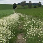 Feldweg mit Kamille