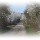 Feldweg mit Mirabellen