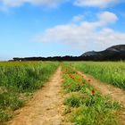 Feldweg mit Mohn in Spanien