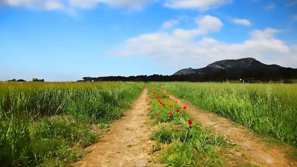 Feldweg mit Mohn in Spanien