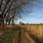 Feldweg mit Schilfsaum