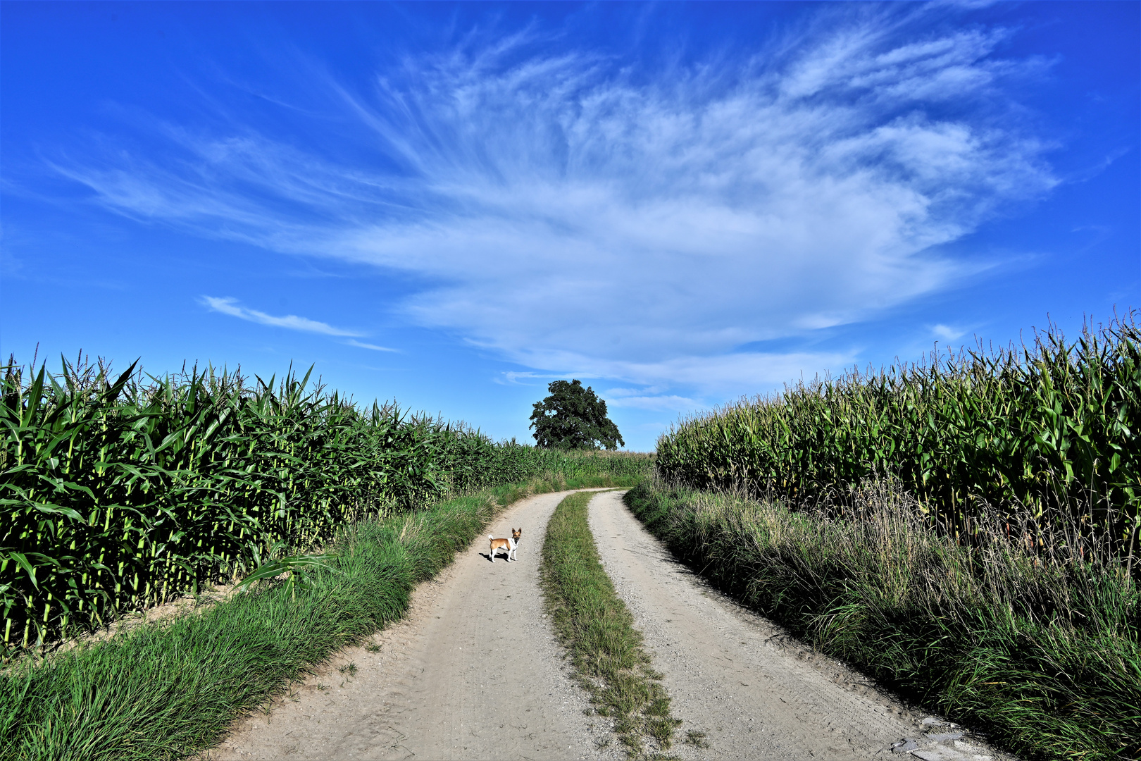 Feldweg mit Terrier