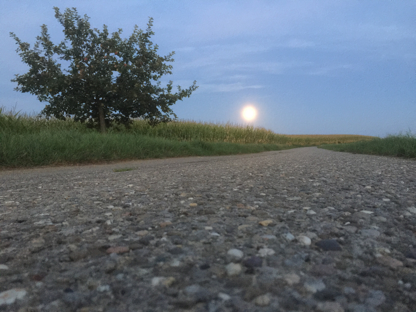 Feldweg mit Vollmond