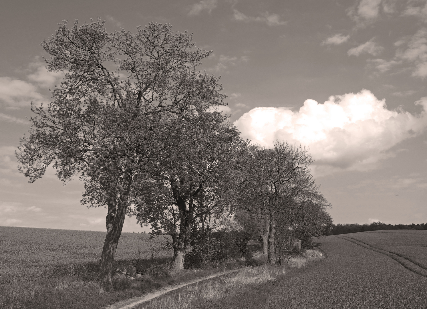 Feldweg mit Wolke