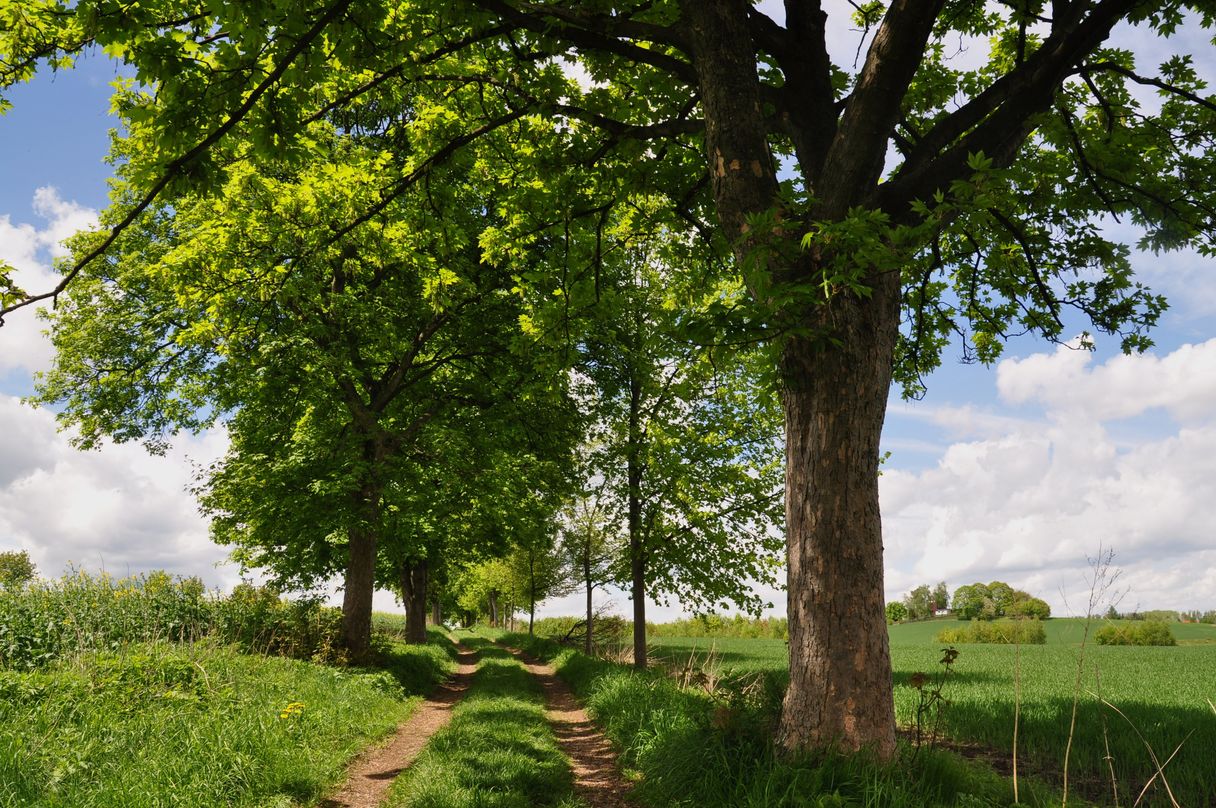 Feldweg oder Allee?