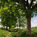 Feldweg oder Allee?