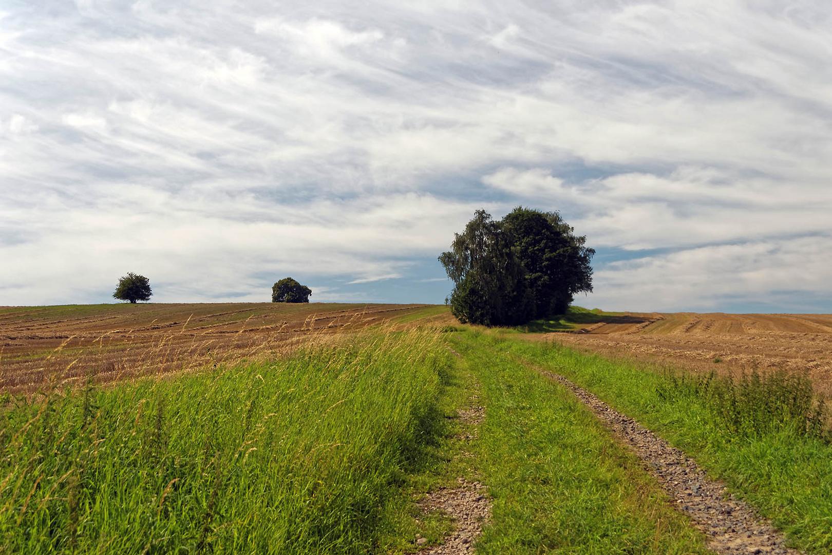 Feldweg und Bäume