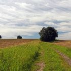 Feldweg und Bäume